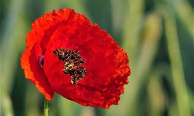 coquelicot - Vintage