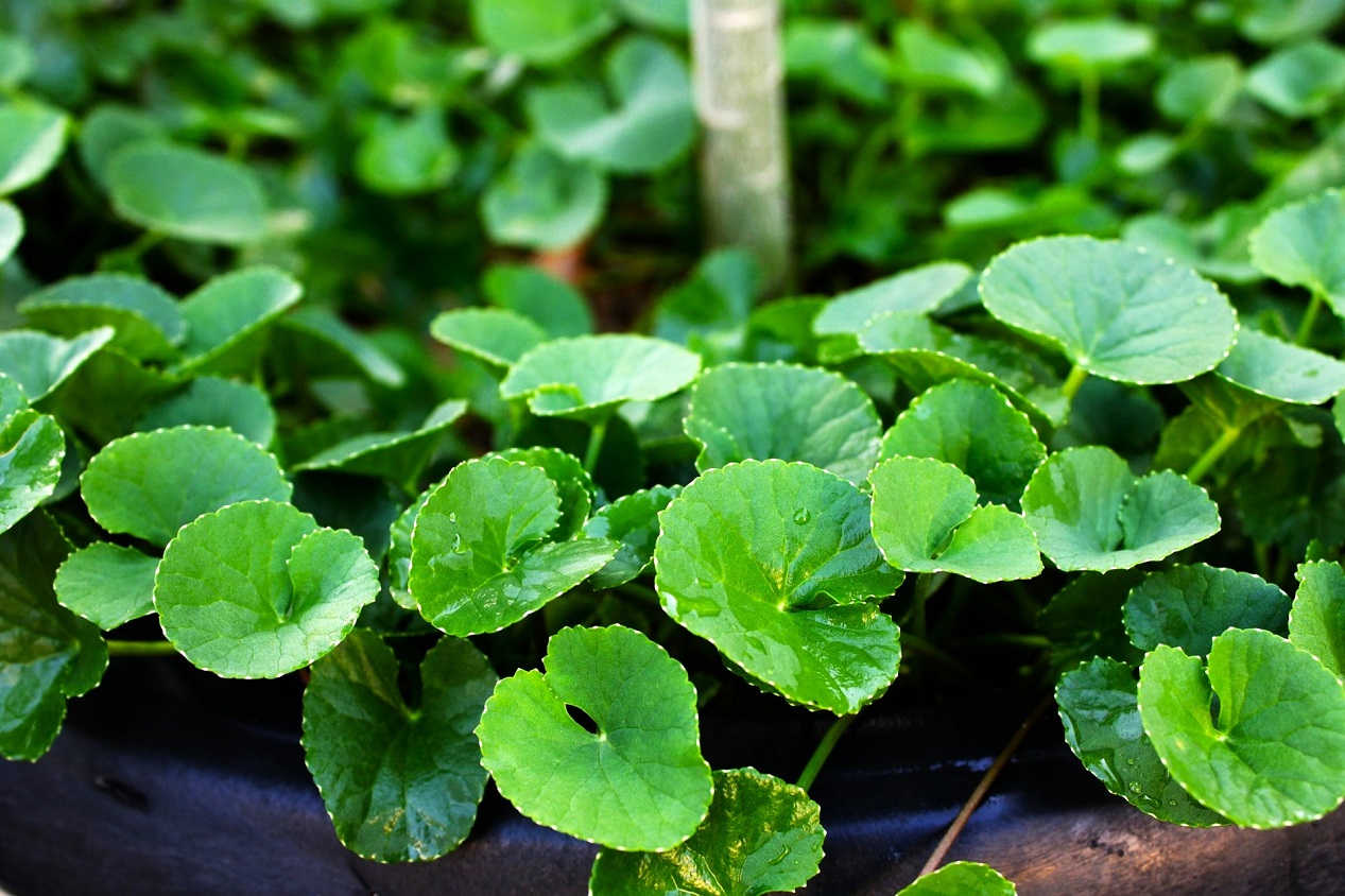 centella asiatica - Vintage