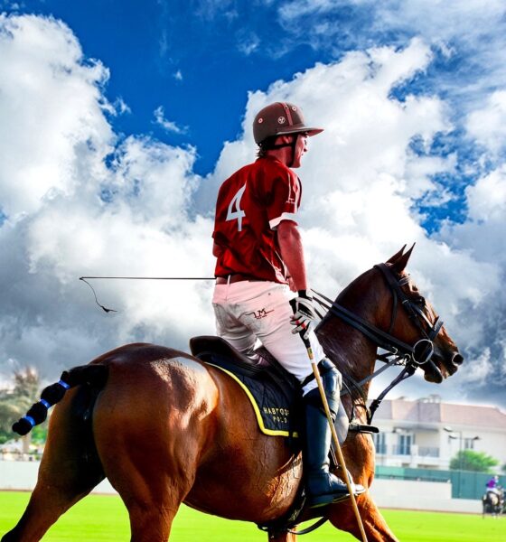 polo pixabay