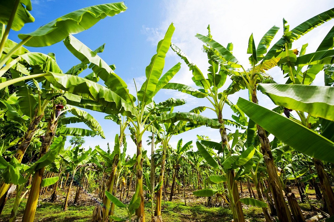 Champ de bananiers dans une bananeraie aux Antilles