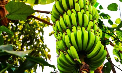 Régime de bananes poussant sur un bananier aux Antilles, en Martinique