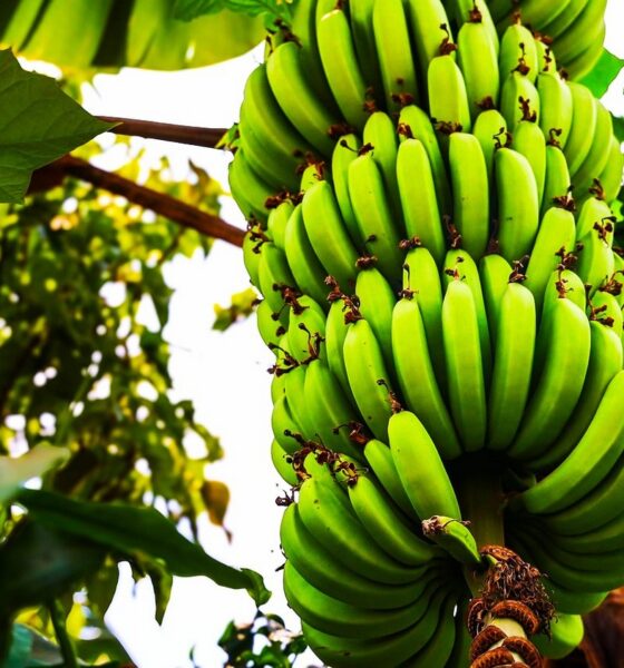 Régime de bananes poussant sur un bananier aux Antilles, en Martinique
