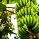 Régime de bananes poussant sur un bananier aux Antilles, en Martinique