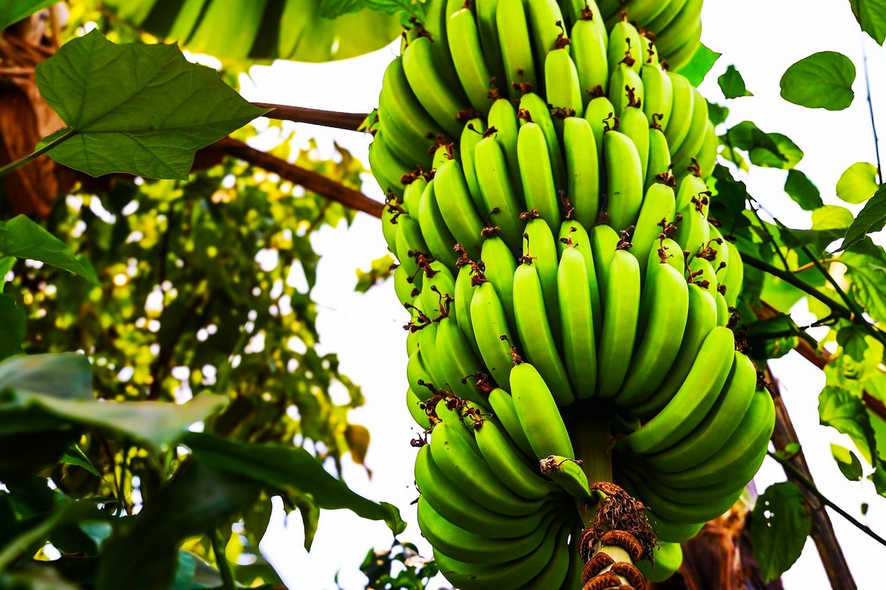 Régime de bananes poussant sur un bananier aux Antilles, en Martinique