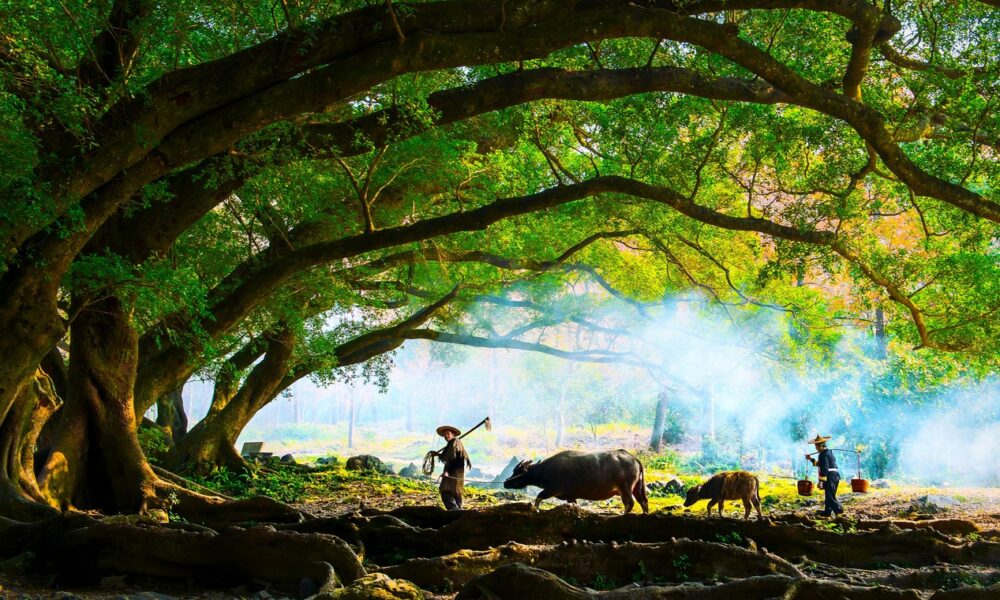 Image d'un paysage asiatique en couleurs