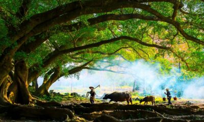 Image d'un paysage asiatique en couleurs