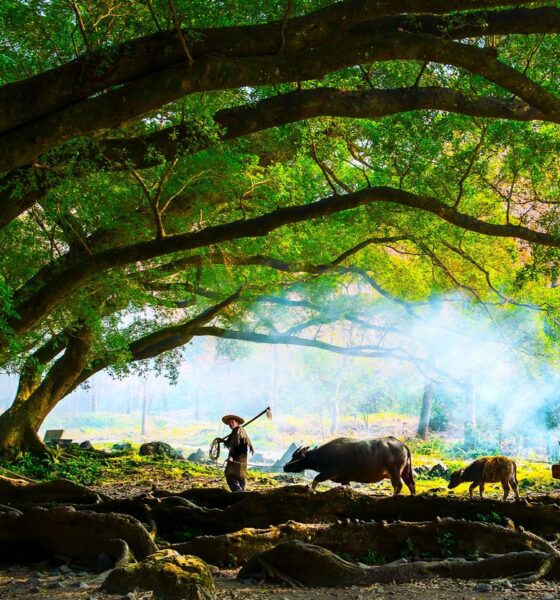 Image d'un paysage asiatique en couleurs