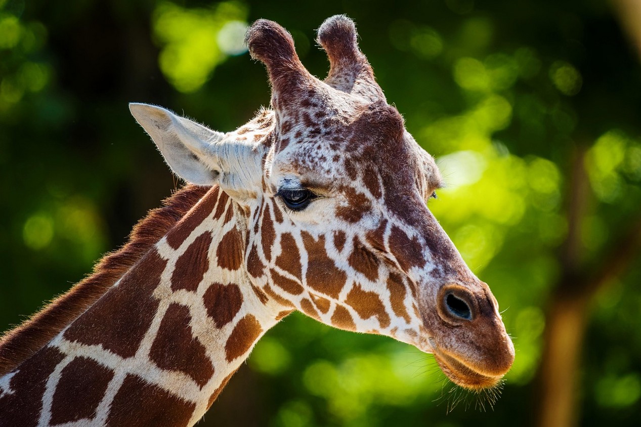 Photo en couleurs d'une girafe prise lors d'un safari