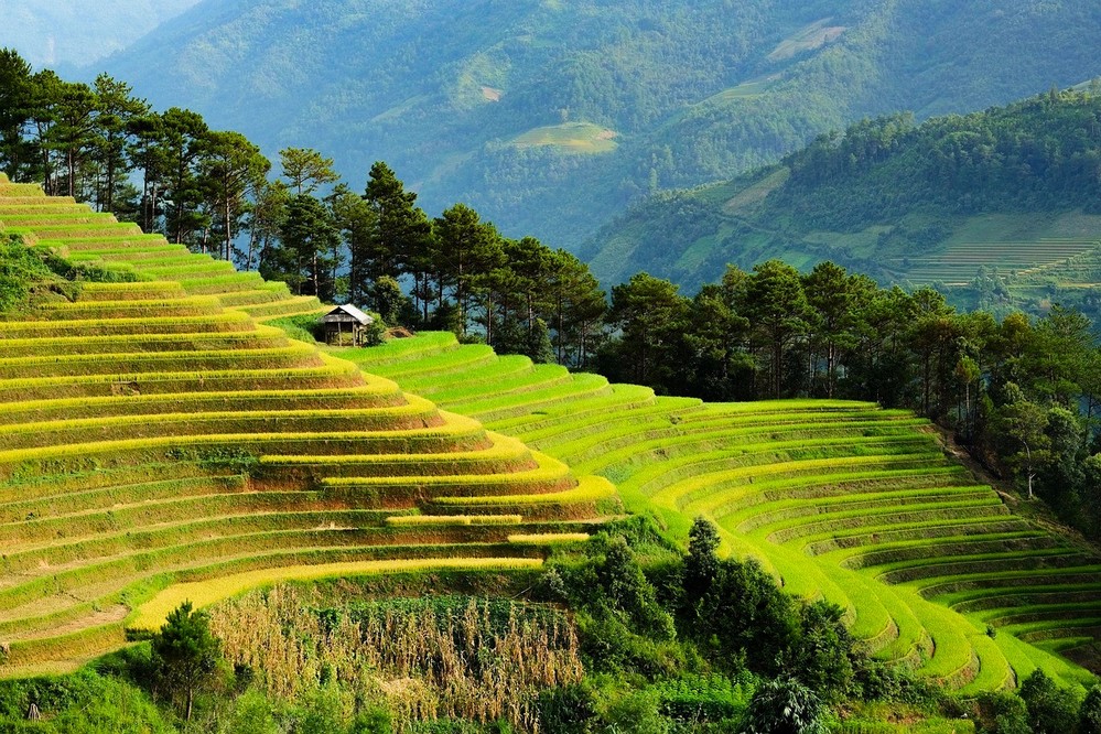 rizières en Asie